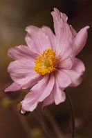 Japanische Anemone