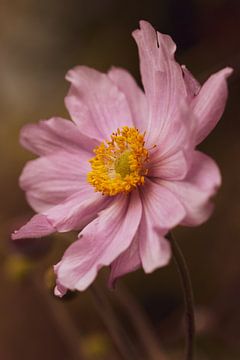 Japanische Anemone von Lillypix Art