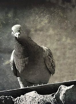 Pigeon. You talkin' to me? by Borgo San Bernardo