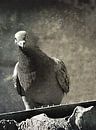Pigeon. You talkin' to me? by ASTR thumbnail