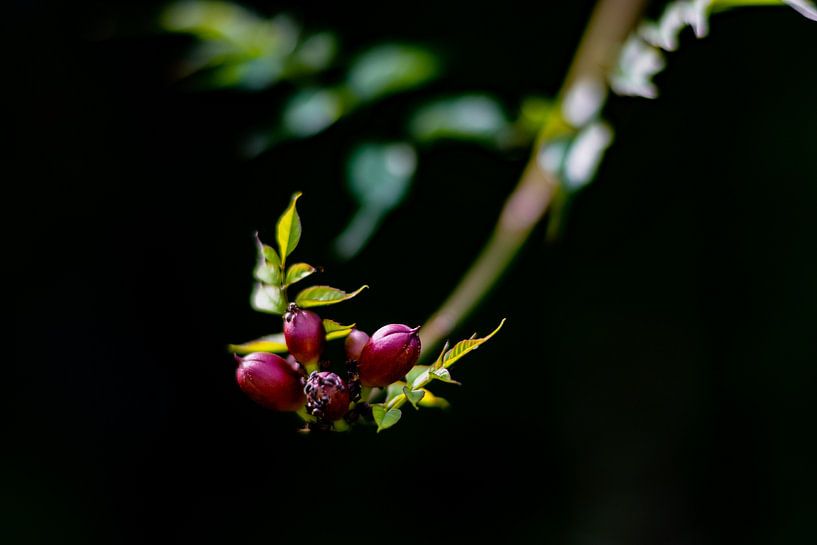 Mierzoete bloemen van Erwin van Eekhout