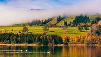 Autumn and swans at the Grüntensee lake by Henk Meijer Photography thumbnail