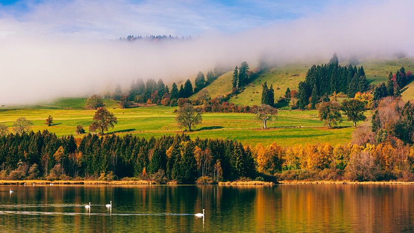 Autumn and swans at the Grüntensee lake by Henk Meijer Photography