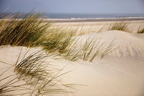 Dunes on Spiekeroog, Lower Saxony by Peter Schickert