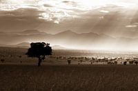 savane africaine