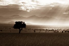 African Savannah by Hans de Bruyne