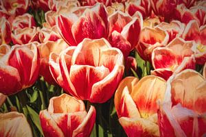 red tulips by eric van der eijk