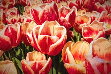 rote Tulpen von eric van der eijk