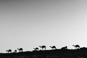 Chameaux à Oman