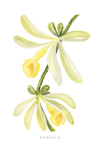 Aquarel vanille orchidee