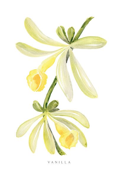 Aquarell Vanille Orchidee von Rosana Laiz Blursbyai