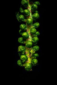 Sprouts