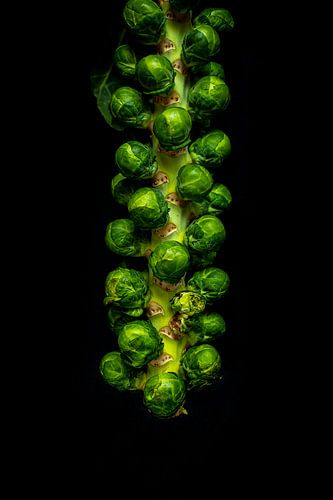 Sprouts by Ashkan Mortezapour Photography