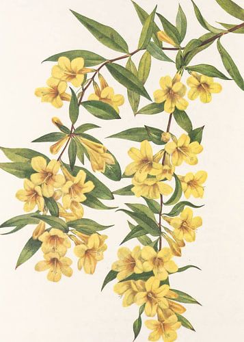 Carolina Jessamine From North American Wildflowers (1925) By Mary Vaux Walcott
