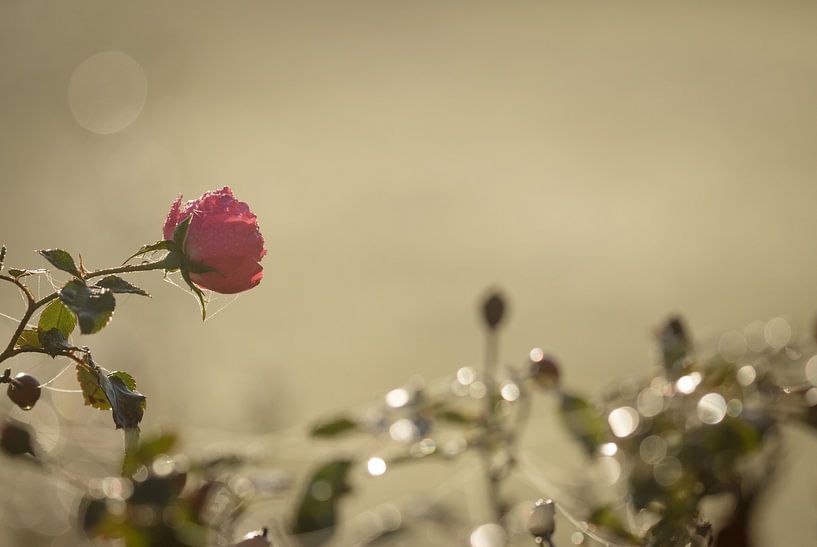 The scent of roses in December by Hetwie van der Putten