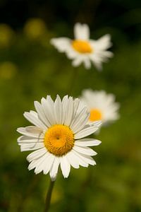 Sommerblume