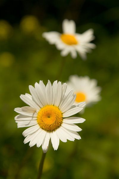 Sommerblume von Sabina Meerman