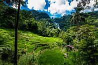 Rice fields with waterfall by Corrine Ponsen thumbnail