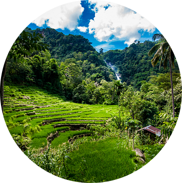 Rijstvelden met waterval, ricefields with waterfall