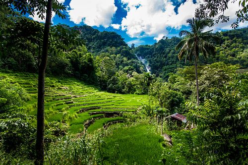 Rijstvelden met waterval, ricefields with waterfall