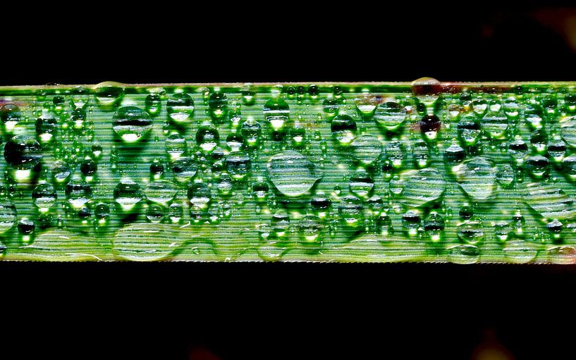 Wassertropfen des Morgentaus von Thomas Jäger