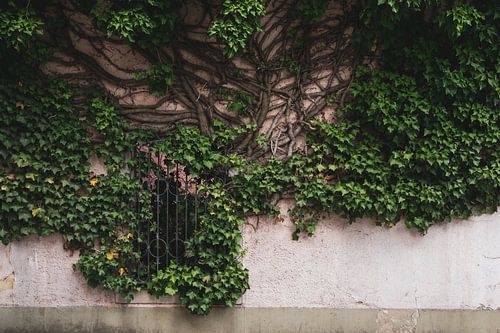 Kleurrijke en natuurlijke roze muur. Reisfotografie. Pastelkleuren.