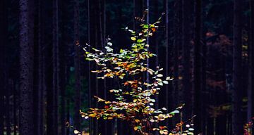 Herbstlicher Wald von Thomas Jäger