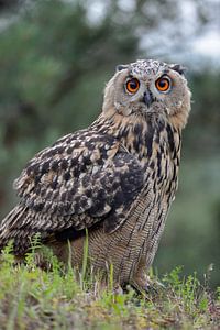 Europäischer Uhu ( Bubo bubo ), junger Vogel sitzt leicht erhöht und schaut mit großen Augen in die 
