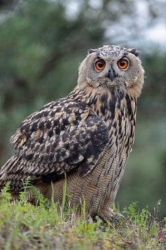 Eurasian Eagle Owl ( Bubo bubo ), young bird, sitting / perched on a cliff edge, close-up, side-view
