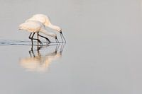 Birds | Spoonbill adult and juvenile - Oostvaardersplassen