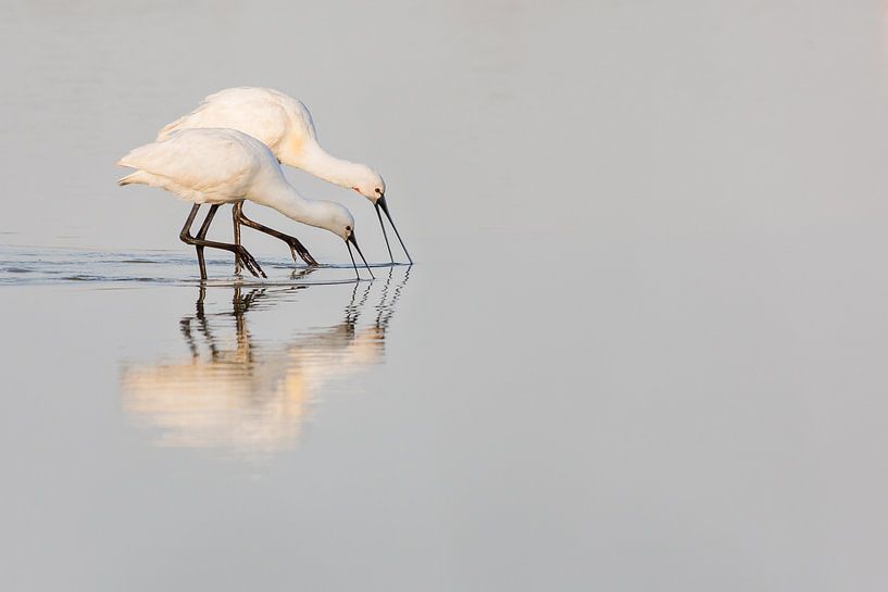 Birds | Spoonbill adult and juvenile - Oostvaardersplassen by Servan Ott