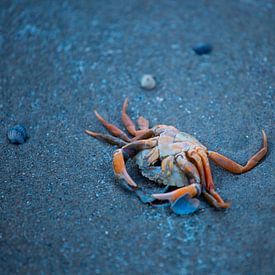 Krabbe am Strand von Frederieke Knol