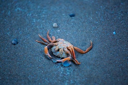 crab on the beach