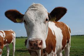 Dutch View II by lieke hermanides