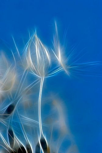 Pissenlit sur Violetta Honkisz