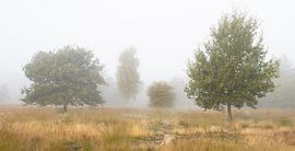 Four trees in the fog by AdJ Fotografie