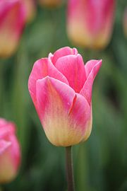 Tompouce tulp sur Clicksby JB
