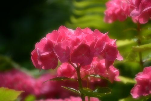 Hortensia