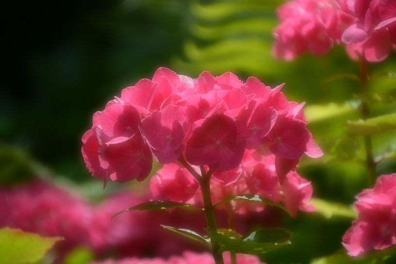 Hydrangea by FotoGraaGHanneke