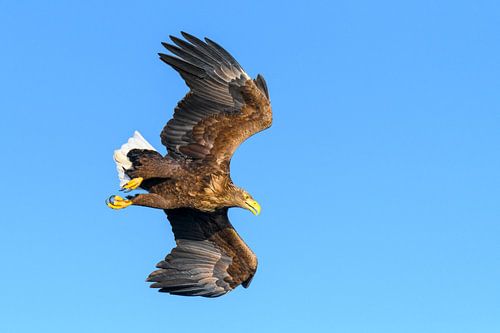 Zeearend  (Haliaeetus-albicilla) jaagt in de lucht