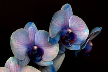 Blauw paarse orchidee tegen een zwarte achtergrond van W J Kok