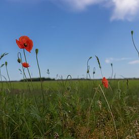 Groningen et Drenthe Veenkoloniën sur Johan Mooibroek