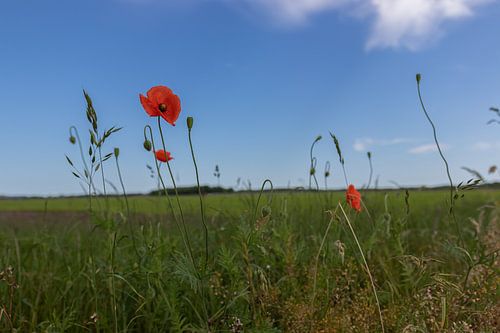 Groningen and Drenthe Veenkoloniën