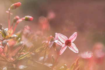 Pretty in pink: veenbes, flowerpower van simone opdam
