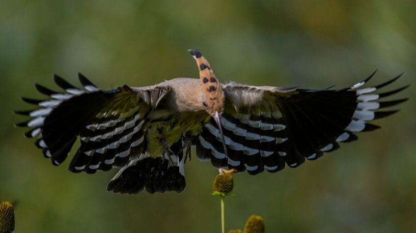 Almost caught by Erik Ramaker den Ouden