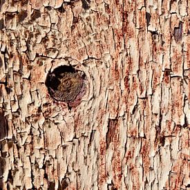 peinture écaillée sur un panneau de bois sur Jan Fritz