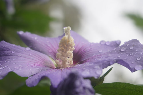 Hibiscus syriacus ‚Oiseau Bleu‘