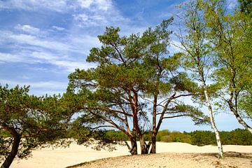 Des arbres dans un paysage sauvage sur Ineke Huizing