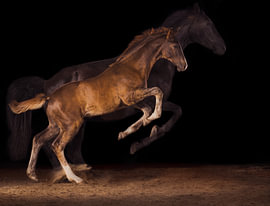 Fohlen und Stute im Galopp – Bewegung vor schwarzem Hintergrund von Laura Georgi Tier- und Ladschaftsfotografie