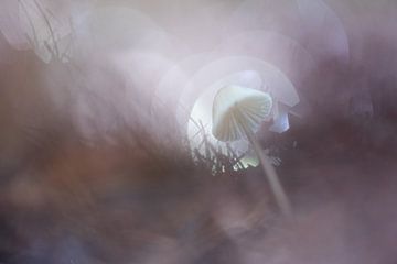 witte paddenstoel 2 van Anita Visschers